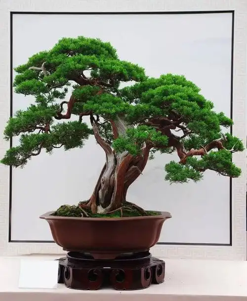 柏树盆景的造型前后