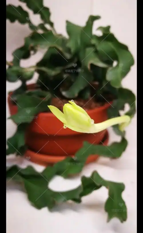 喵酱抠了.9-251卷叶昙花开花喵酱抠了.喵酱抠了.