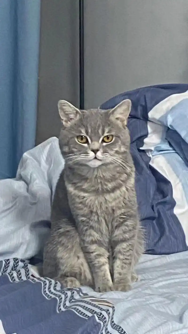 虎斑蓝猫串     1岁多 公    未绝育    疫苗驱虫 - 抖音