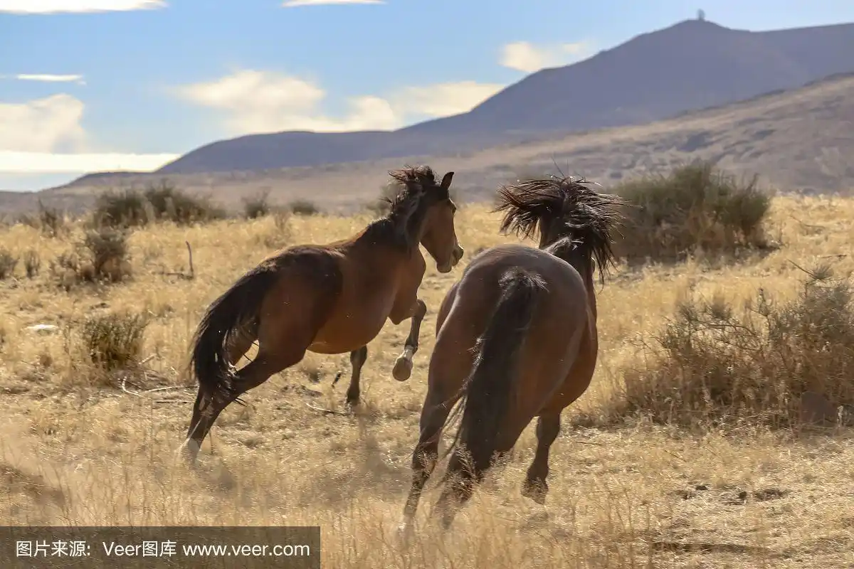飞奔的美国野马