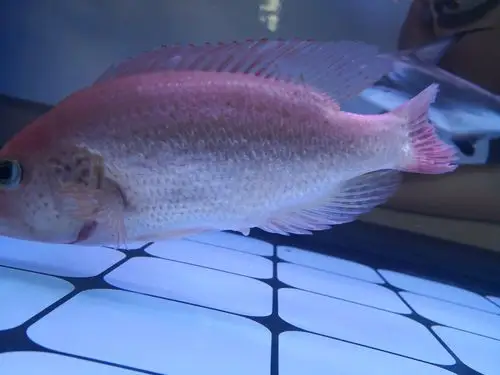 红老虎鱼产卵了,不知道会不会孵化.