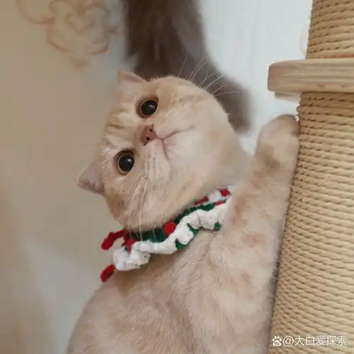 英短小猫咪头像 奶泡也太会看镜头了呜呜05 老公自从用她当微信头像