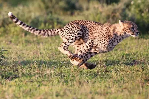 奔跑的猎豹 - 自然类-摄影大赛2016 - 国家地理中文网