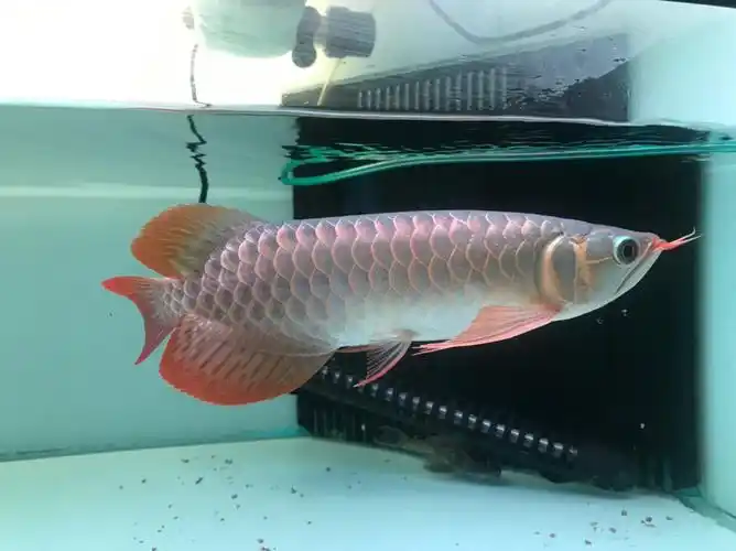 头号鱼聊龙鱼红龙发色