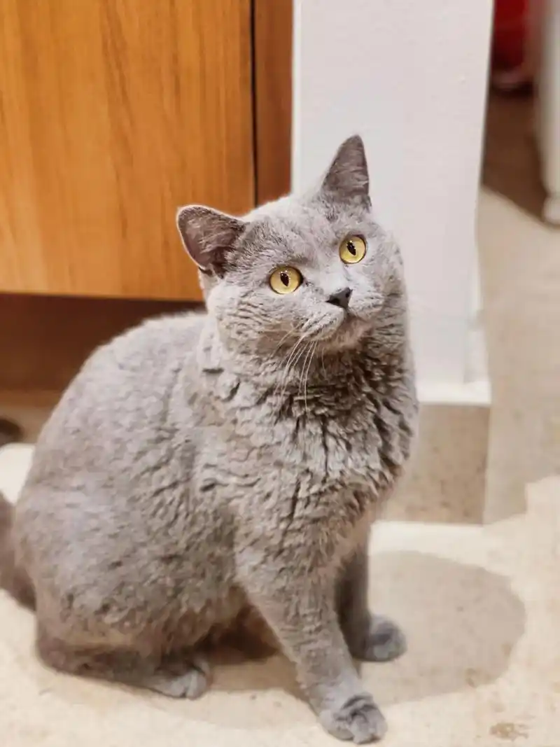 纯种英短蓝猫找领养! 因为脚趾受伤暂时收留的 - 抖音