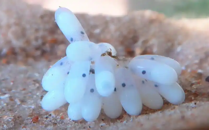 记录章鱼生宝宝,小章鱼破卵而出长大的过程太美妙了-海洋生物的神秘