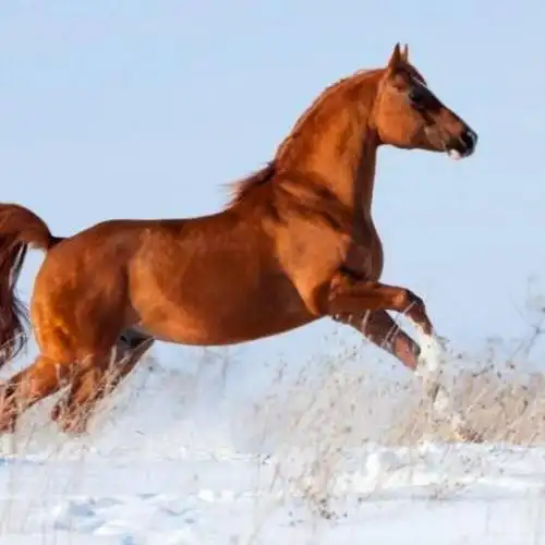 天马行空24643头像