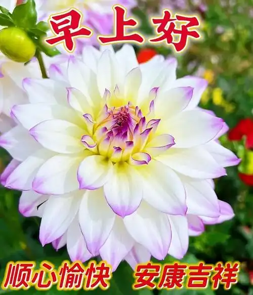 努力奋斗的早安正能量语录,保持好心情的早上好问候短信