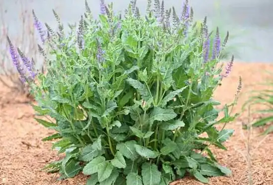 丹参的繁殖方法