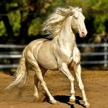 狮子座汗血宝马头像