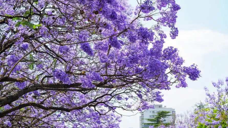 蓝花楹  70年代种下的大树,四月份盛花期望过去满眼都是紫色