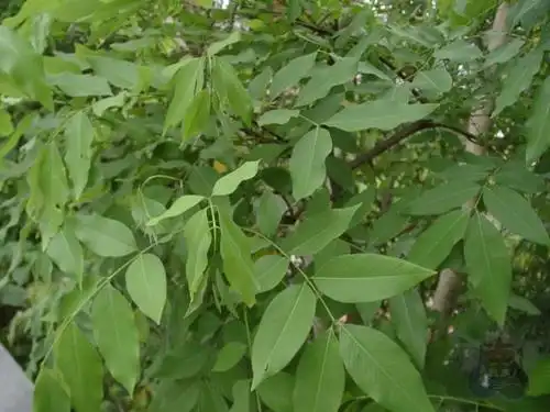 偶数羽状复叶:小叶的数量为偶数