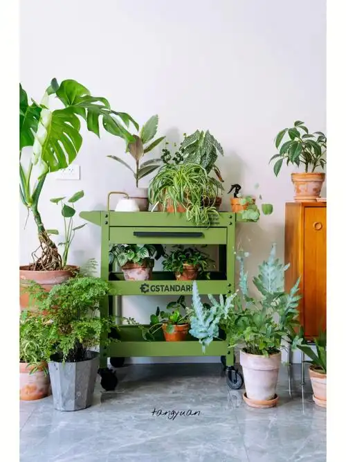 植物杀手也能闭眼入的10种入门绿植