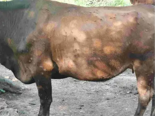 老师你好之前牛身上起疙瘩用药之后这两天看长了两个像瘤的东西