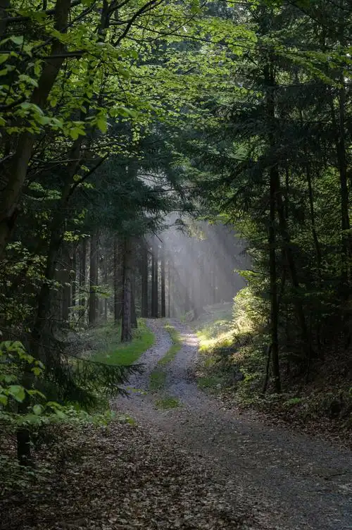 这个才女从小wei威wei转采于2021-09-20 09:55:27树林排版-背景图这个