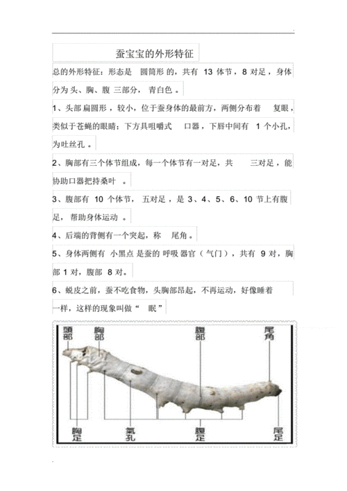 蚕宝外形结构.pdf 2页