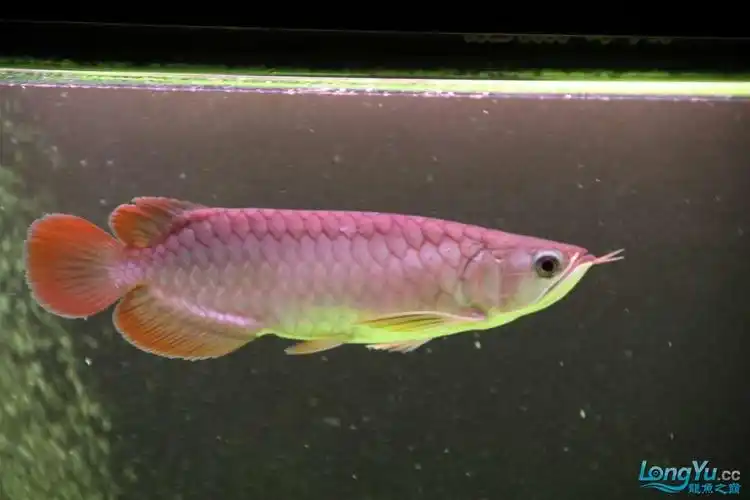 【齐聚龙巅迎大奖】 我家红龙(号半)成长记