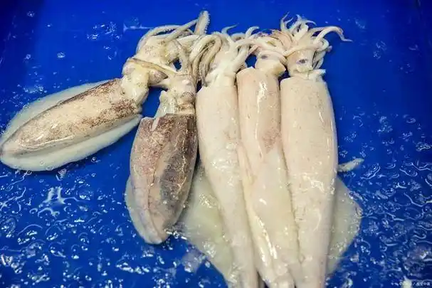 鱿鱼和章鱼的区别有哪些?很容易一招就能分辨出来