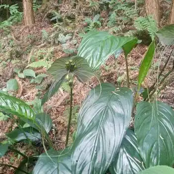 老虎草 绝佳盆景可药,诚招园林花卉合作商,识货有能力的发大财
