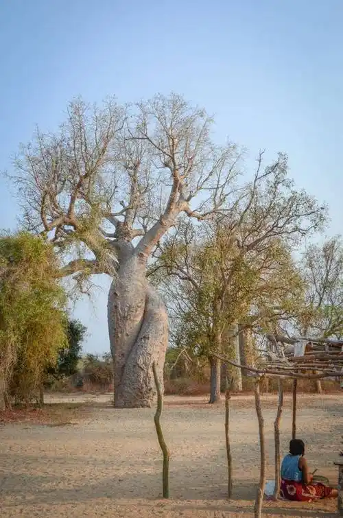 这个仿佛爱丽丝梦游仙境,各种树木长得奇形怪状,周遭的景色也是光怪