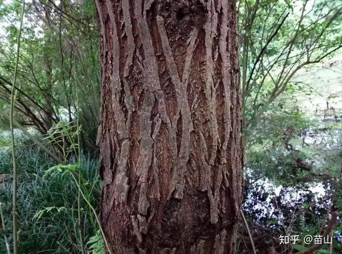 微纵裂如拟赤杨,浅纵裂如漆树,复羽叶栾树,深纵裂如麻栎.