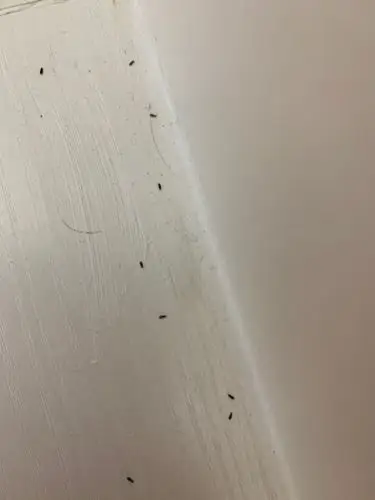 家里出现不明的小虫子,我家用的是鑫同一的木板,现在怀疑是木板有问题