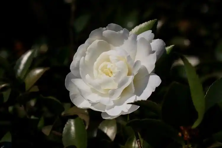 【茶梅 - 富士之峰】山茶科,山茶属