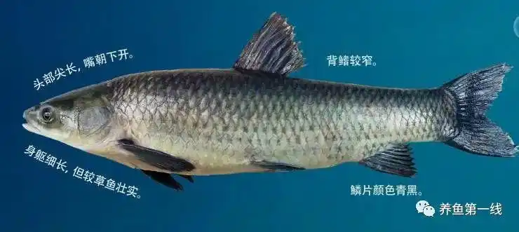 草鱼和青鱼的区别两种鱼的特点和辨别方法