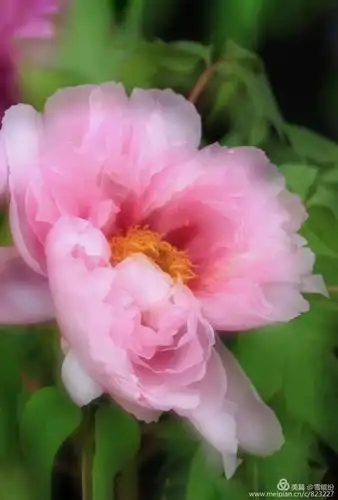 其它 春来谁作韶华主 总领群芳是牡丹 写美篇     绿牡丹:花色泽艳丽