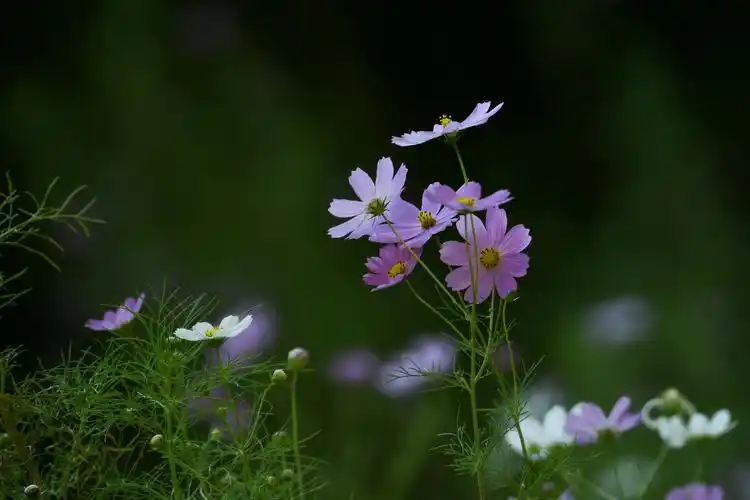 清新淡雅——格桑花