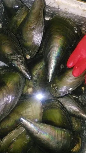 产地直供鲜活鲜带子 供应鲜活海鲜水产 批发 贝类