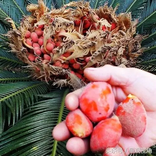 首页 健康保健 资讯 健康常识 正文     铁树果别