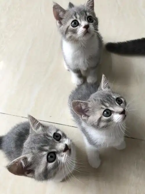 广州自家英短蓝猫和美短虎斑加白小猫找新家!