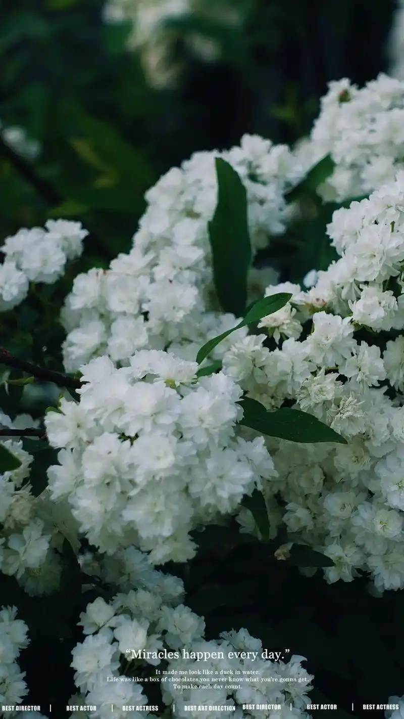 是重瓣绣线菊啊.#好看的花一定要分享给你 #这是属于春天的氛 - 抖音