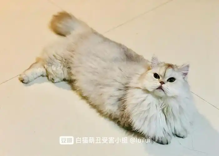 我家金吉拉串串勉强算个白猫?