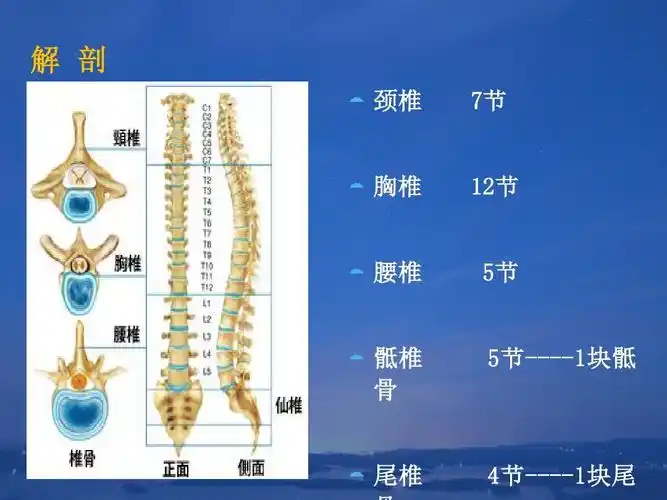 腰椎骨折切开复位内固定术 - 副本