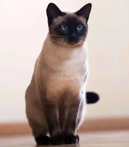 暹罗猫-玳瑁色重点色,俗称:挖煤工