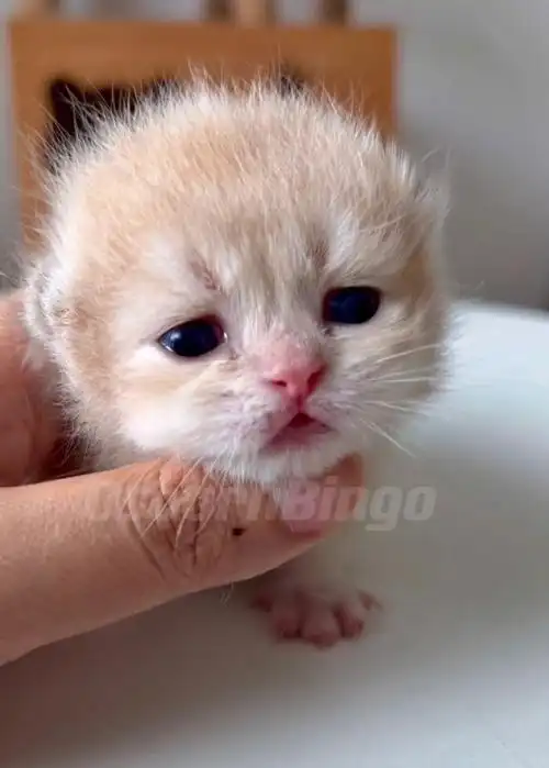 求购紫金渐层的家长看过来