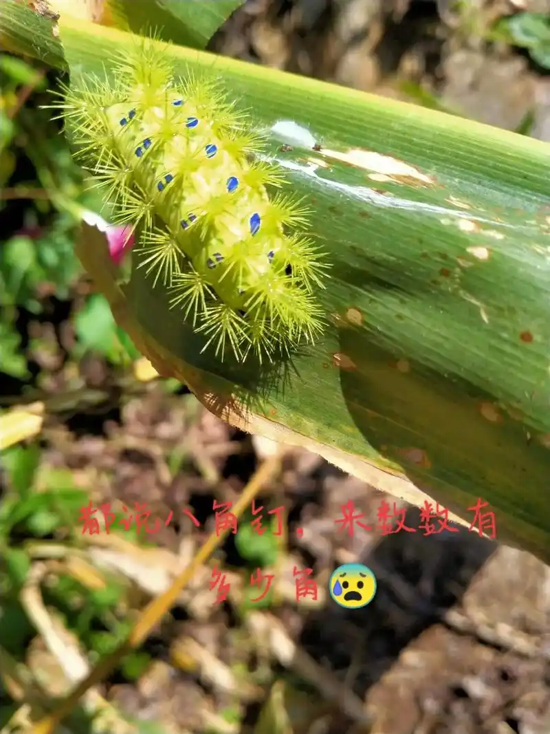 此物青钉子,又名活辣子,美容美体专供,摸一下神魂颠倒,亲一下 - 抖音