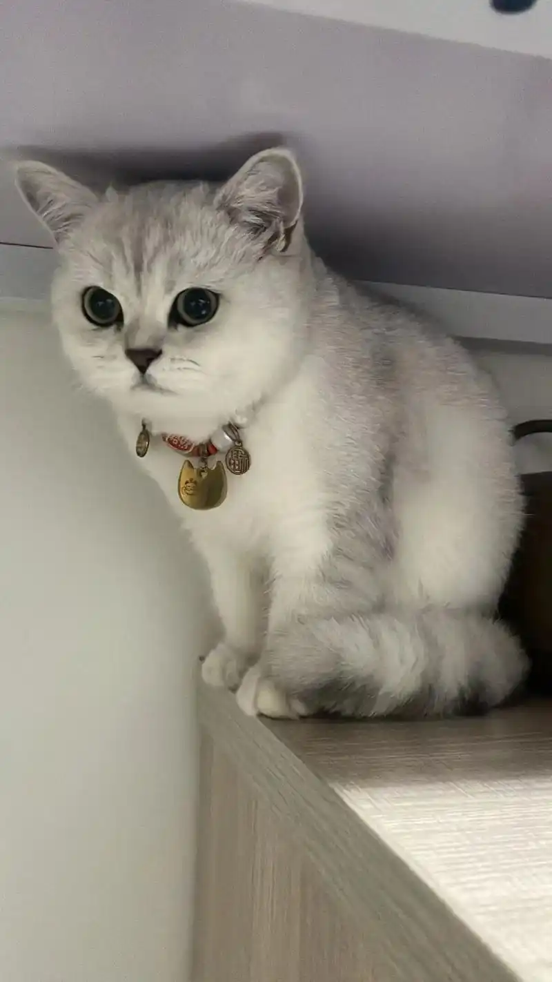黄州附近有矮脚银渐层公猫吗? 可优选挑一只小猫  - 抖音