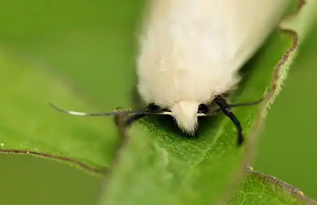 外来入侵物种美国白蛾危害极大该如何防治