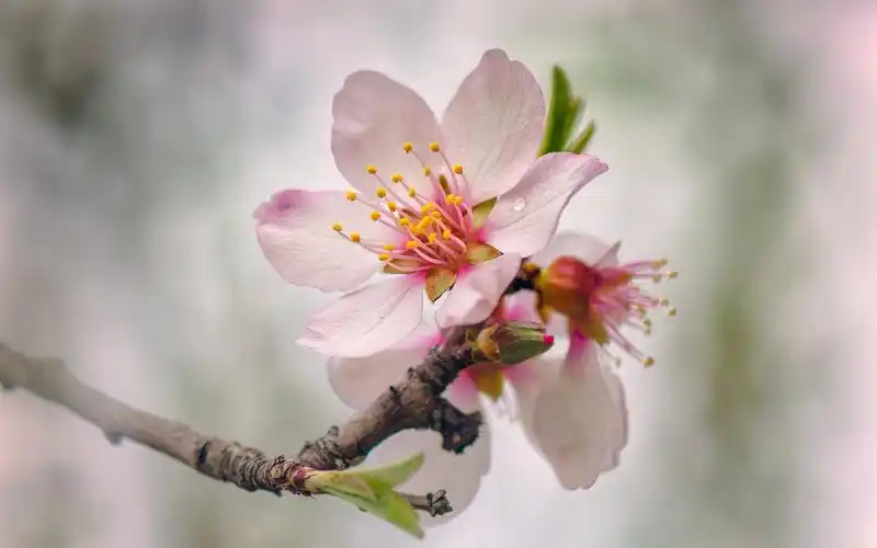 粉红的桃花盛开的花朵,春天