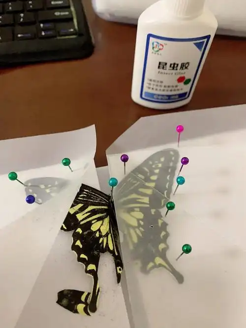 蝴蝶标本第0001次制作手抖克服心理恐惧