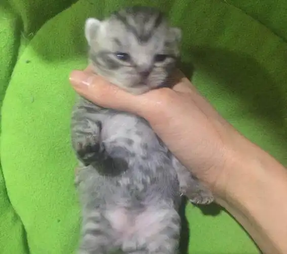 鱼骨纹虎斑猫600转