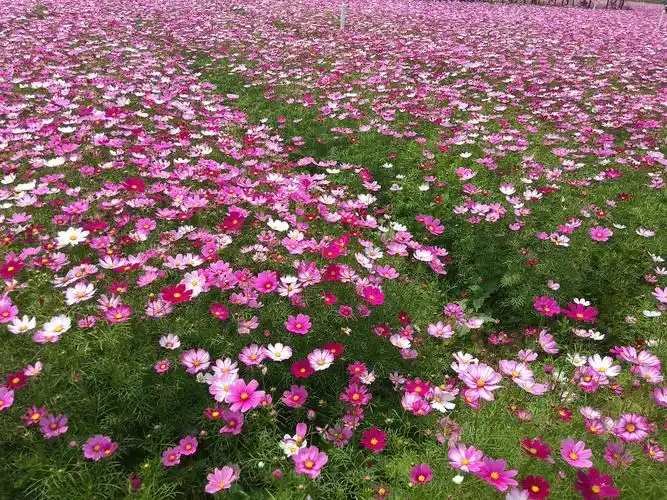 波斯菊花丛图集