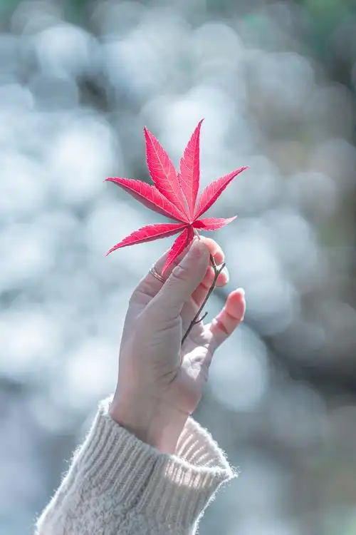 捡一片枫叶珍藏留住秋天的回忆