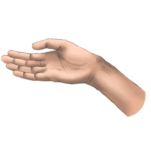 手绘矢量人手插画