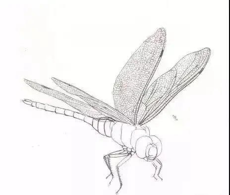 工笔蜻蜓,蝈蝈画法步骤,讲解的精细至极!_国画教程大全_零二七艺考