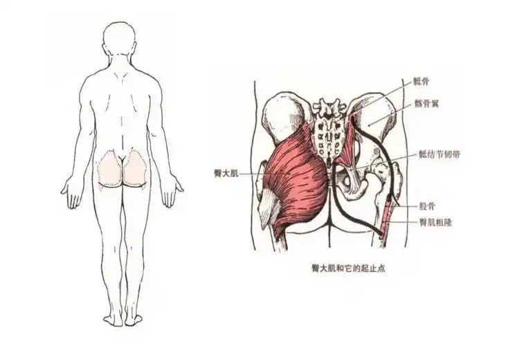 【肌肉科普】探讨身体肌肉—臀大肌