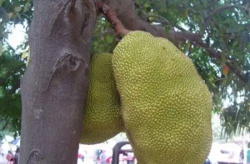 世界上最大的水果菠萝蜜最重可达120斤最多结果100个